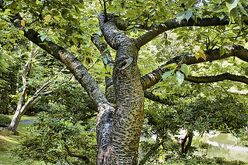 Taking a Bough – Nitobe Memorial Gardens, Vancouver, British Columbia
