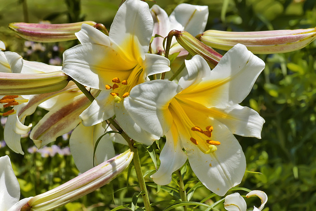 Regal Lily – Brookside Gardens, Silver Spring, Maryland