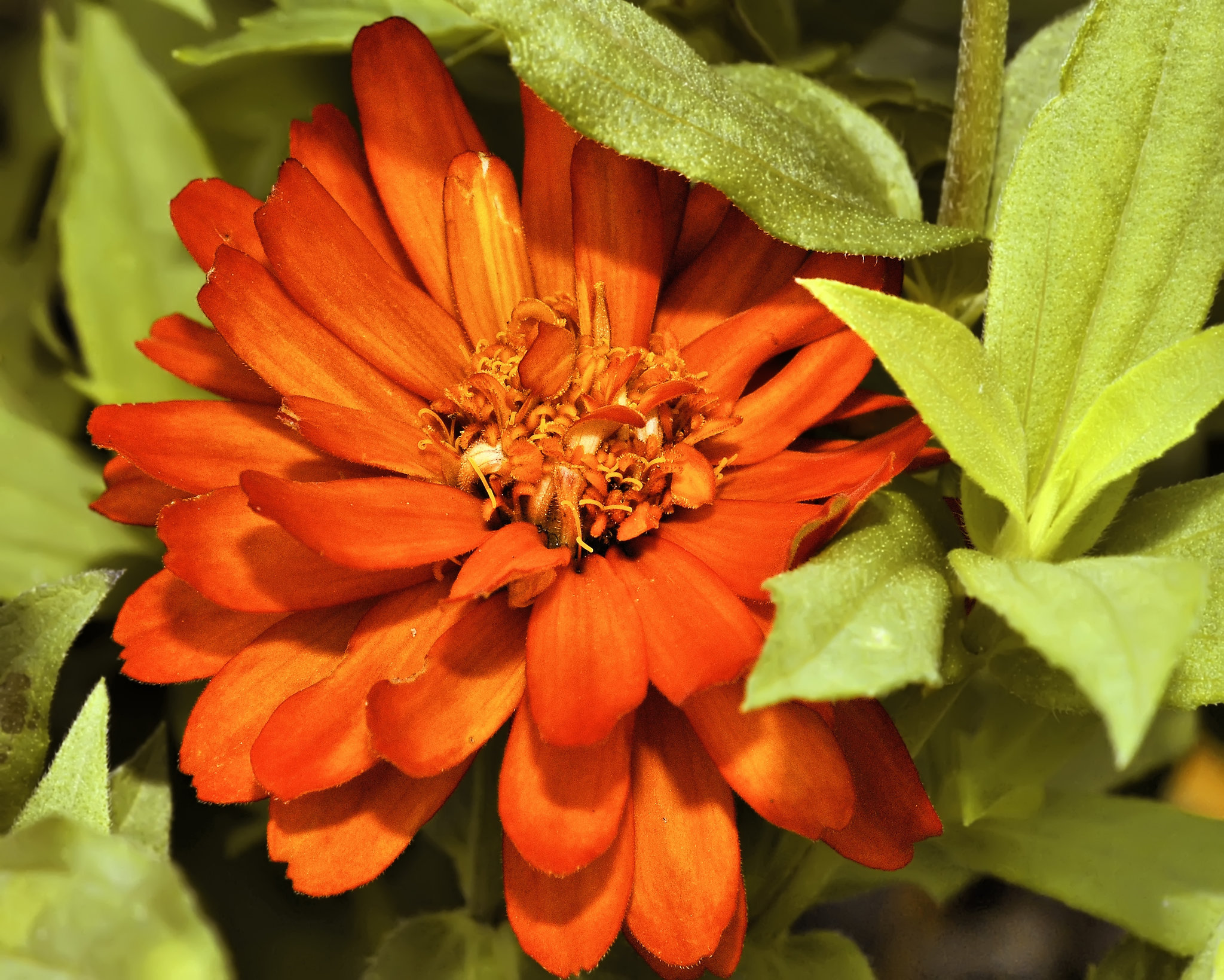 Orange Zinnia – Brookside Gardens, Silver Spring, Maryland