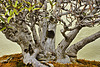 Bonsai WIllow-leaved Fig – National Arboretum, Washington DC