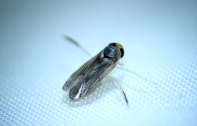 Lesser Water Boatman