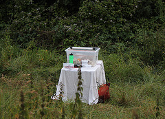 Actinic Light Moth Trap @ Public Moth Night