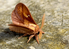 Drinker Moth Warming Up