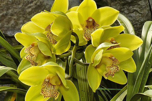 Sanbar's Green Envy – Brookside Gardens