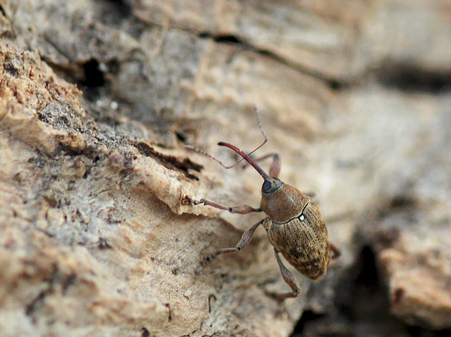 Acorn Weevil