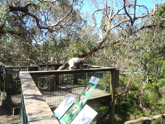 Phillip Island Koala Park