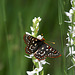 Field Crescent on White Bog Orchis