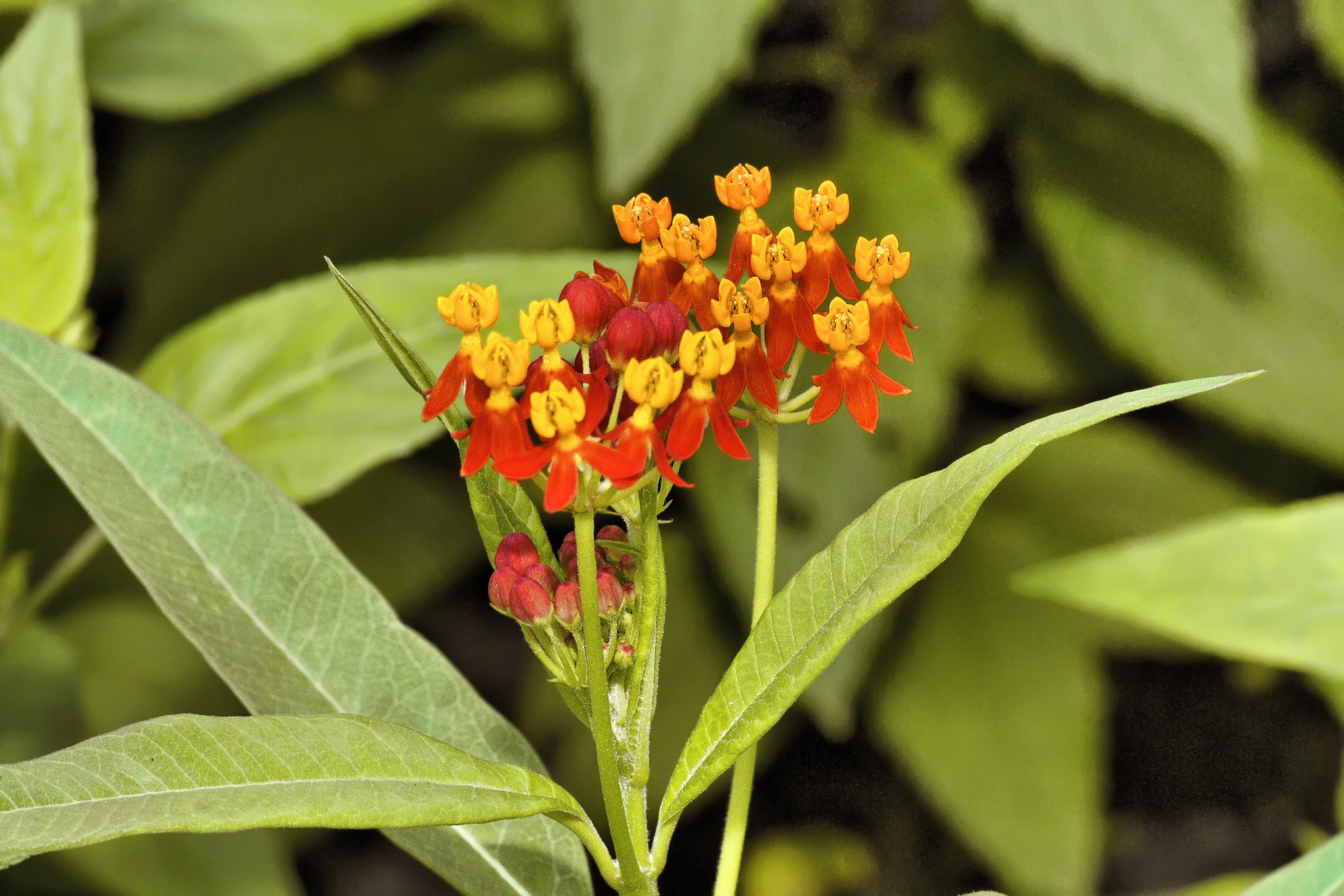 Bloodflower – Brookside Gardens, Silver Spring, Maryland