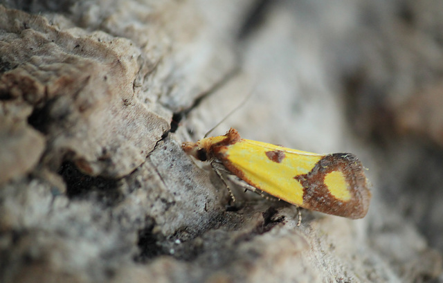 Agapeta zoegana