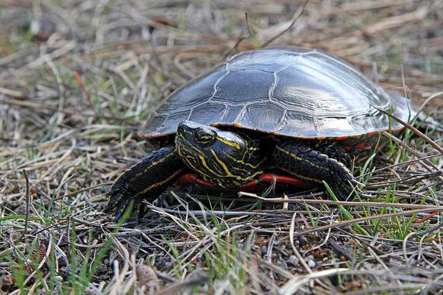 Painted Turtle