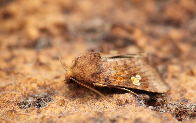 Ear Moth