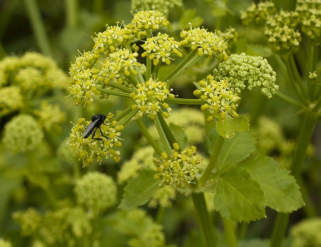 Alexanders