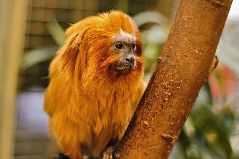 Golden Lion Tamarin – National Zoo, Washington, DC