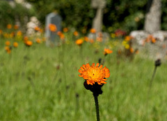 fox and cubs in the churchyard