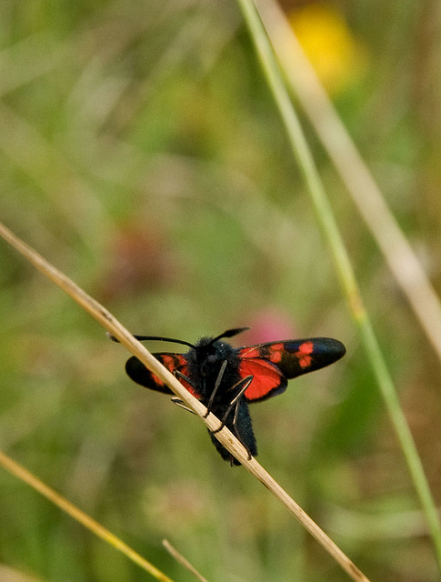 Six--spot Burnet