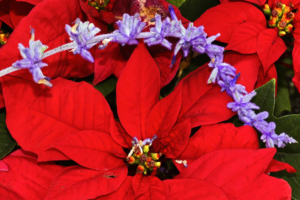 Poinsetta With a Touch of the Blues – Brookside Gardens