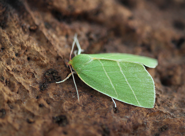 Scarce Silver-lines