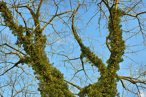 Boughs of Ivy – National Zoo, Washington, DC