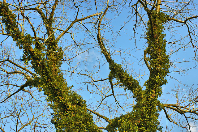 Boughs of Ivy – National Zoo, Washington, DC