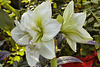 "White Nymph" Amaryllis – Brookside Gardens