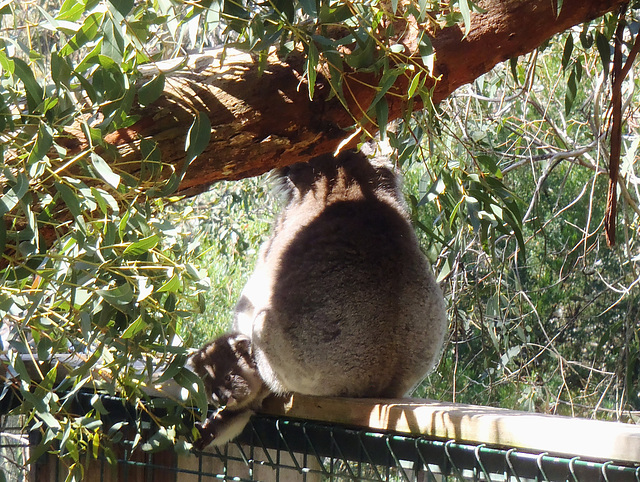 Phillip Island Koala Park