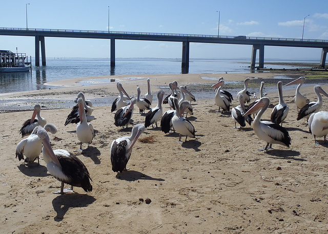 pelicans in San Remo