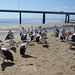 pelicans in San Remo