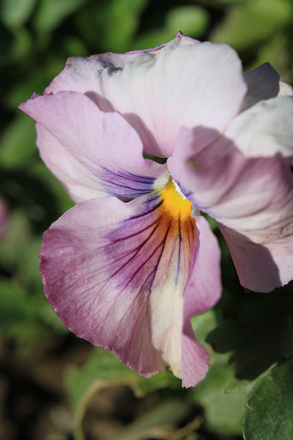 Pansy