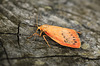 Rosy Footman