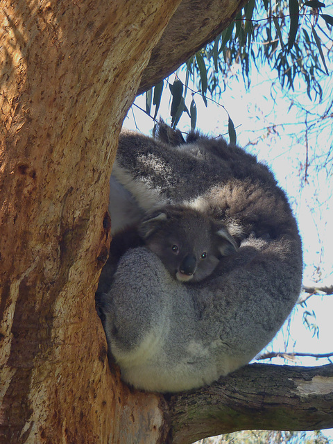 Phillip Island Koala Park