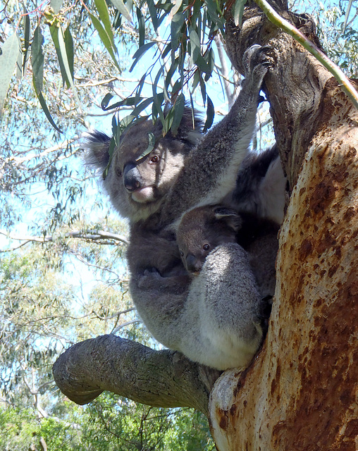 Phillip Island Koala Park