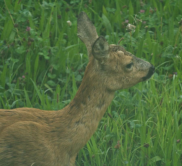 Early morning visitor.