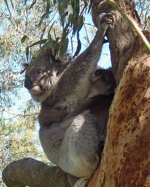 Phillip Island Koala Park