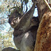 Phillip Island Koala Park