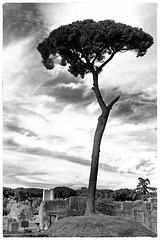 Rome Honeymoon Fuji XE-1 Palatine Hill 22 mono