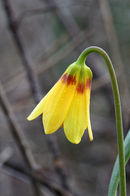 Yellow Bells