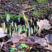 Snowdrops(?) appearing through the old oak leaves