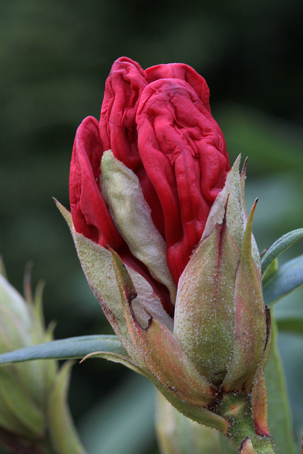 Rhododendron