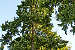 Looking Up – Stanley Park, Vancouver, British Columbia