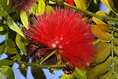 Powderpuff Flower – Brookside Gardens