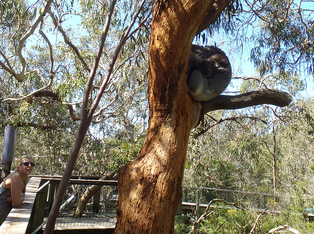 Phillip Island Koala Park