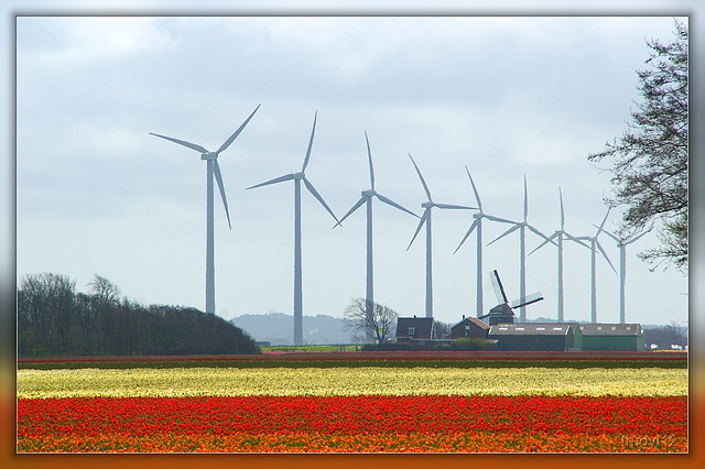 tulips and mills