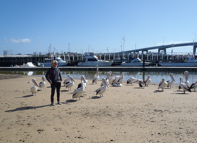 pelicans in San Remo