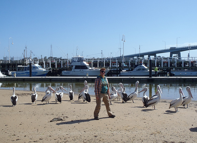 pelicans in San Remo