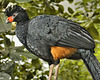 Wattled Curassow – National Aviary, Pittsburgh, Pennsylvania