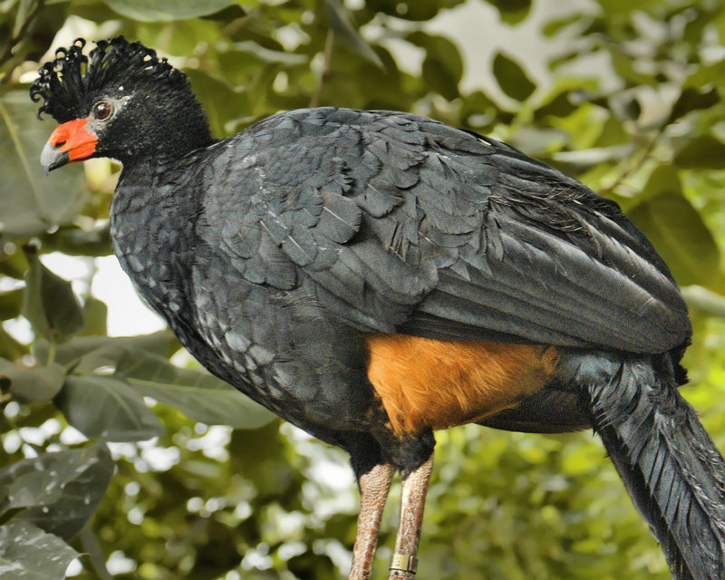 Wattled Curassow – National Aviary, Pittsburgh, Pennsylvania