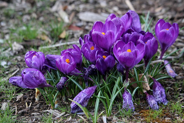 Crocuses