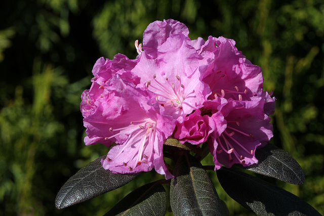 The First Rhodendrons of Spring