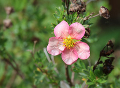 Potentilla fruticosa