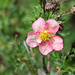 Potentilla fruticosa